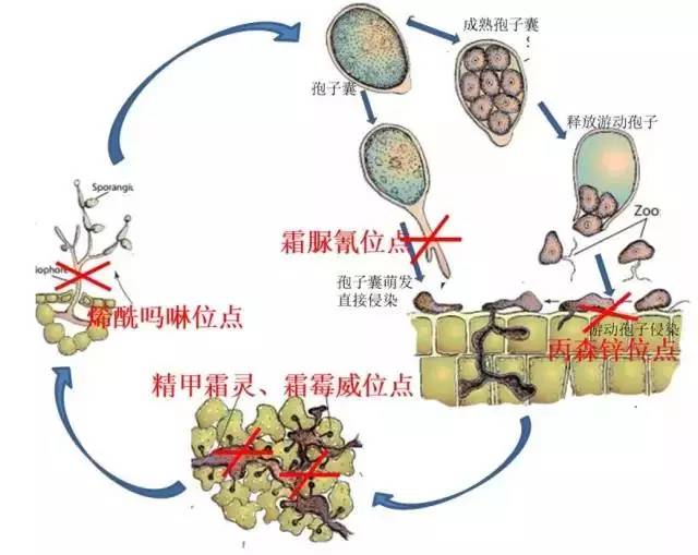 霜霉病疫病的發(fā)生特點(diǎn)