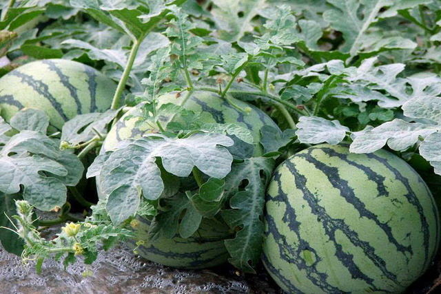 <b>夏季種植西瓜，如何做好田間管理讓西瓜又大又</b>