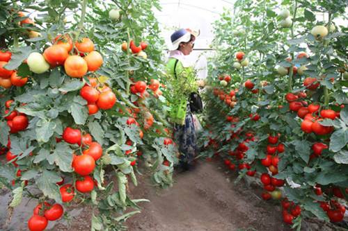 西紅柿長勢圖一