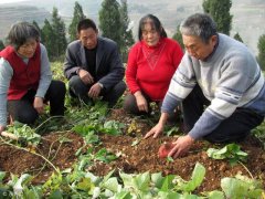 老鄉(xiāng)種植紅薯多做了一步，增產(chǎn)幾百斤，高興壞