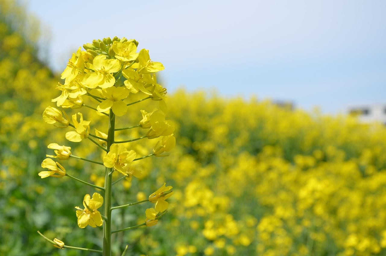 秋種油菜應(yīng)該如何管理施肥？